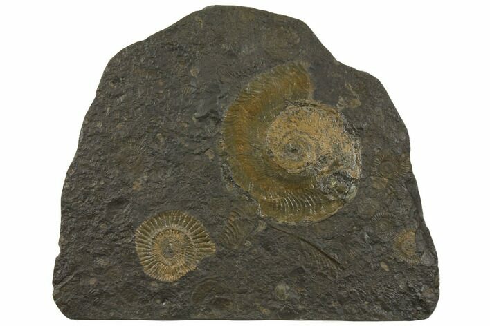 Wide Ammonite Plate (Harpoceras, Dactylioceras) - Germany #129422